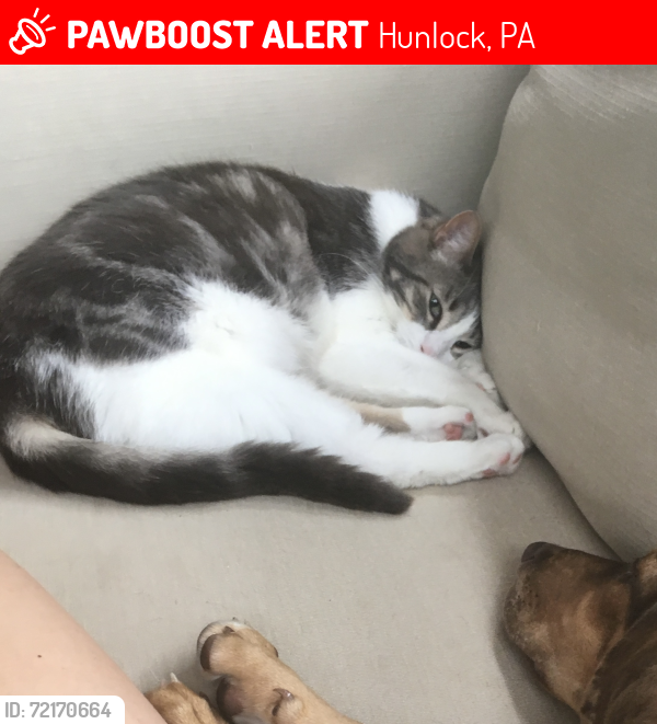 Lost Male Cat last seen Route 29 & Thorny Apple Drive, Hunlock, PA 18621