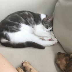 Lost Male Cat last seen Route 29 & Thorny Apple Drive, Hunlock, PA 18621