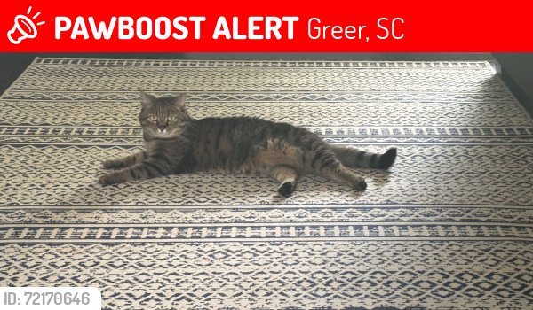 Lost Female Cat last seen Duer Way, Greer, SC 29651