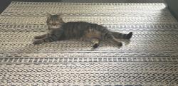 Lost Female Cat last seen Duer Way, Greer, SC 29651