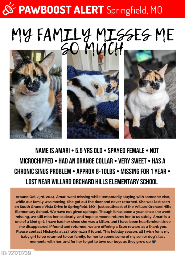 Lost Female Cat last seen Near the Willard Orchard Hills Elementary School, Springfield, MO 65804