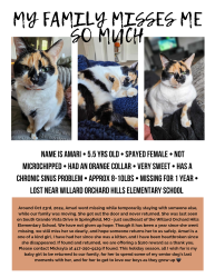 Lost Female Cat last seen Near the Willard Orchard Hills Elementary School, Springfield, MO 65804