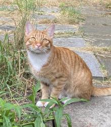 Lost Male Cat last seen Lichfield Road nw2, Greater London, England NW2 2RN