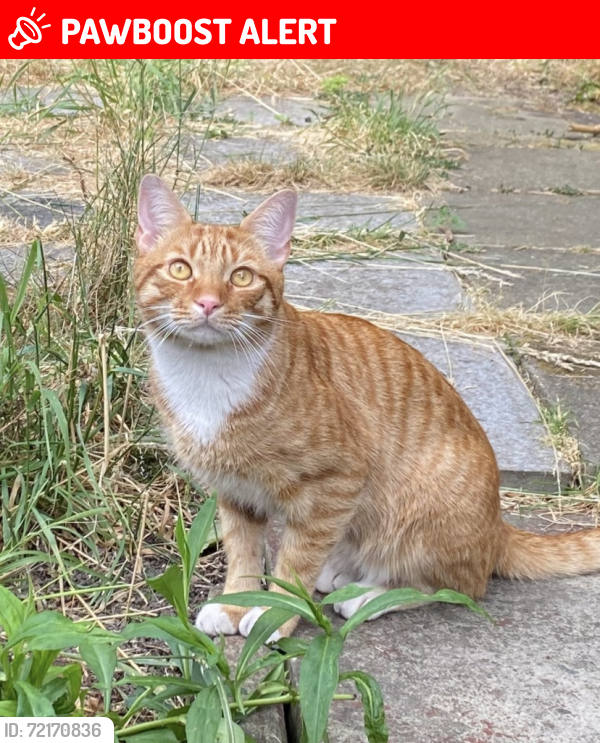 Lost Male Cat last seen Lichfield Road nw2, Greater London, England NW2 2RN
