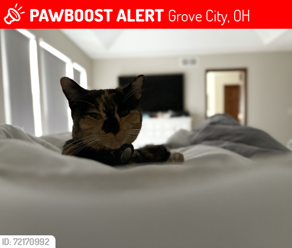 Lost Female Cat last seen Hoover Crossing Neighborhood, Grove City, OH 43123