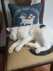 Lost Male Cat last seen Fiddlers Run DR, Kernersville, NC 27284