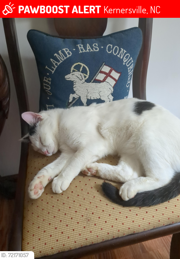 Lost Male Cat last seen Fiddlers Run DR, Kernersville, NC 27284