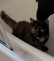 Lost Female Cat last seen S. Main St. , Fort Atkinson, WI 53538