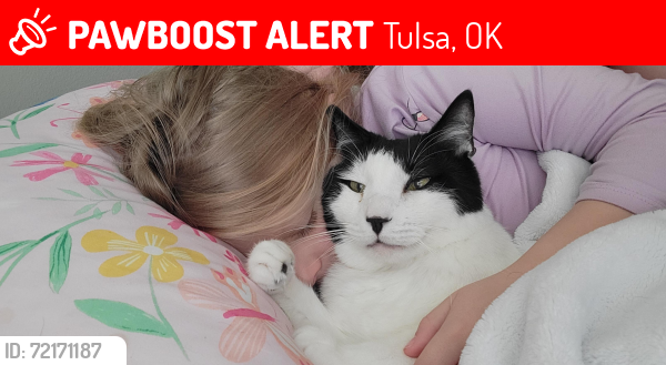 Lost Male Cat last seen E 81st & Mingo, Tulsa, OK 74133