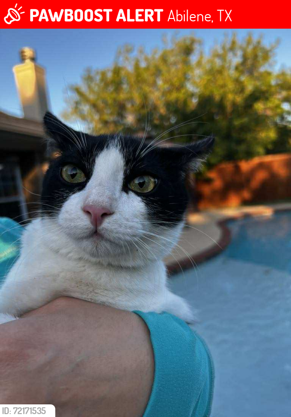 Lost Male Cat last seen Weaver’s Way, Abilene, TX 79602