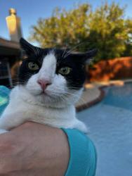 Lost Male Cat last seen Weaver’s Way, Abilene, TX 79602