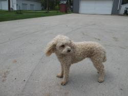 Lost Female Dog last seen Sandy Beach St area, Wayland, MI 49348