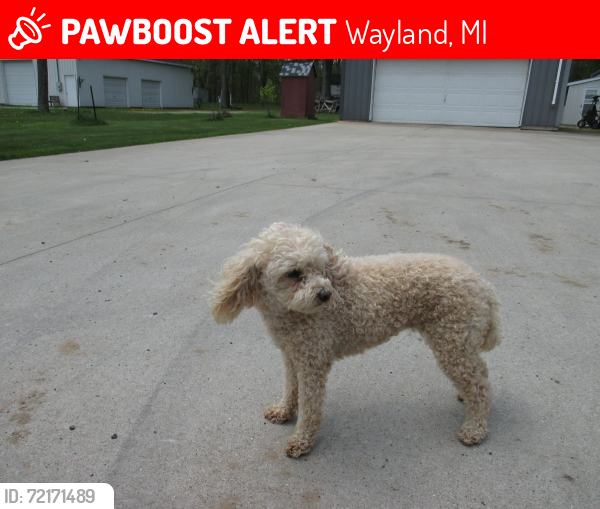 Lost Female Dog last seen Sandy Beach St area, Wayland, MI 49348