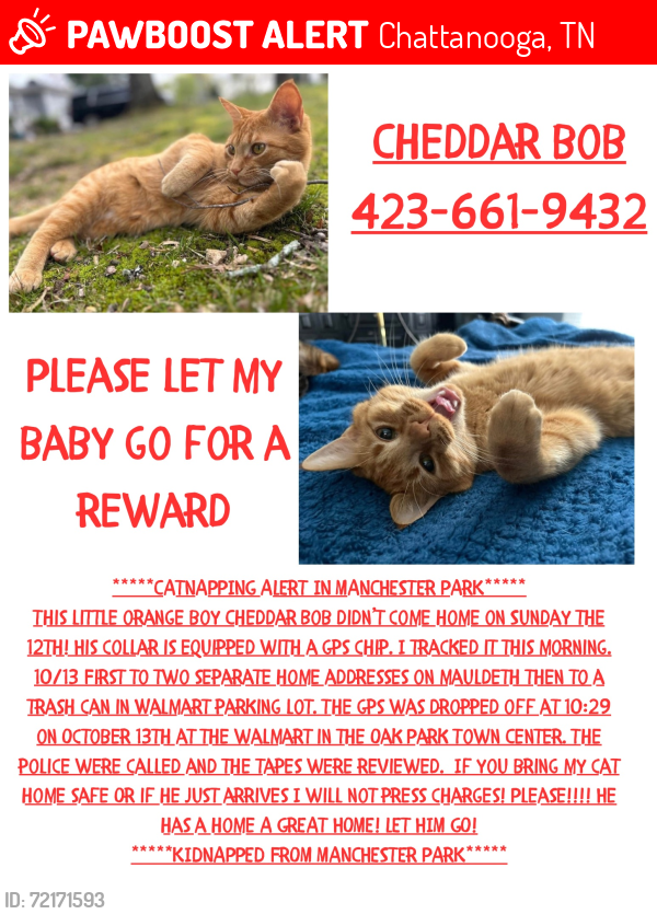 Lost Male Cat last seen Mauldeth, Chattanooga, TN 37415