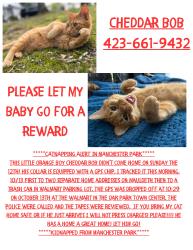 Lost Male Cat last seen Mauldeth, Chattanooga, TN 37415