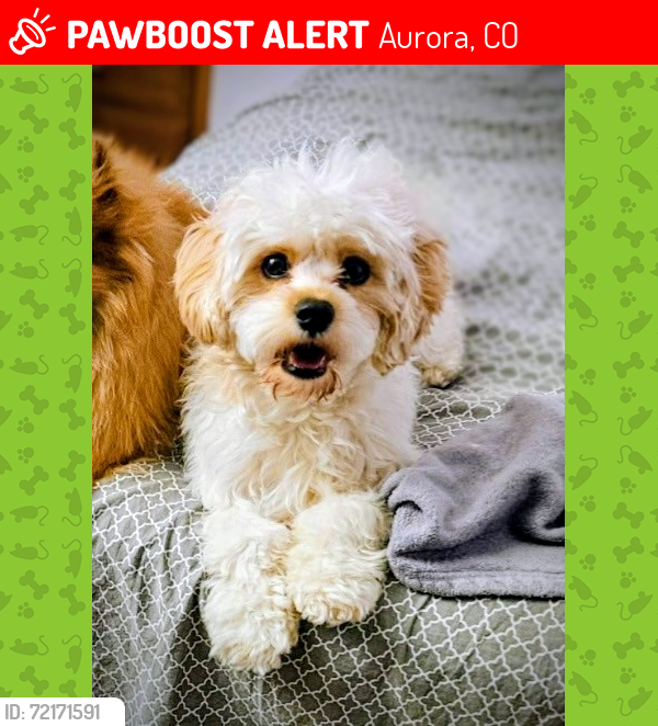 Lost Male Dog last seen Between 1st Street and Highline Drive, Aurora, CO 80010