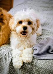 Lost Male Dog last seen Between 1st Street and Highline Drive, Aurora, CO 80010