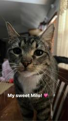 Lost Male Cat last seen Near Weaver’s Way, Abilene, TX 79602