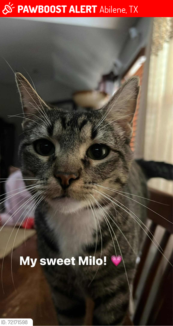 Lost Male Cat last seen Near Weaver’s Way, Abilene, TX 79602