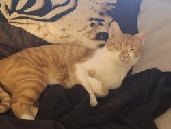 Lost Male Cat last seen Elm Street , Trenton, NJ 08611