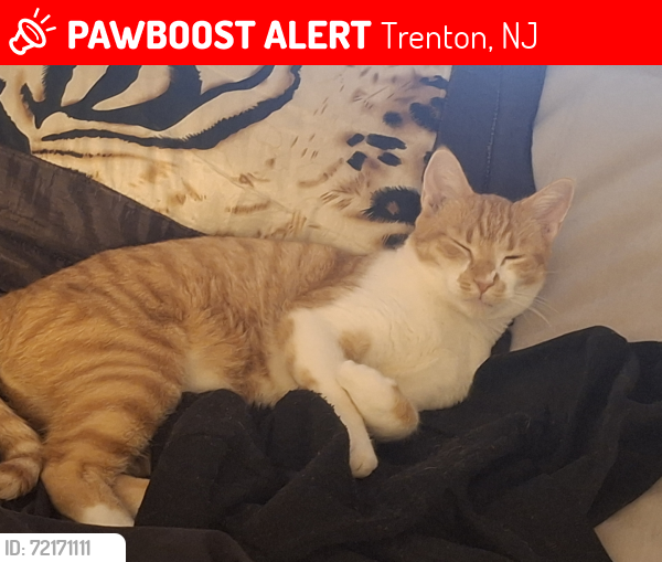 Lost Male Cat last seen Elm Street , Trenton, NJ 08611