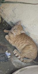 Lost Male Cat last seen Palmdale aerospace academy, Palmdale, CA 93550