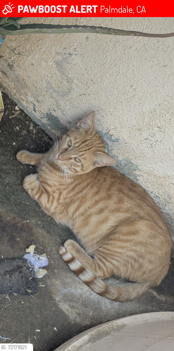 Lost Male Cat last seen Palmdale aerospace academy, Palmdale, CA 93550