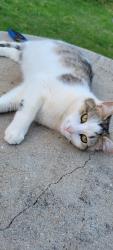 Lost Female Cat last seen Tucker Street, Burlington, NC 27215
