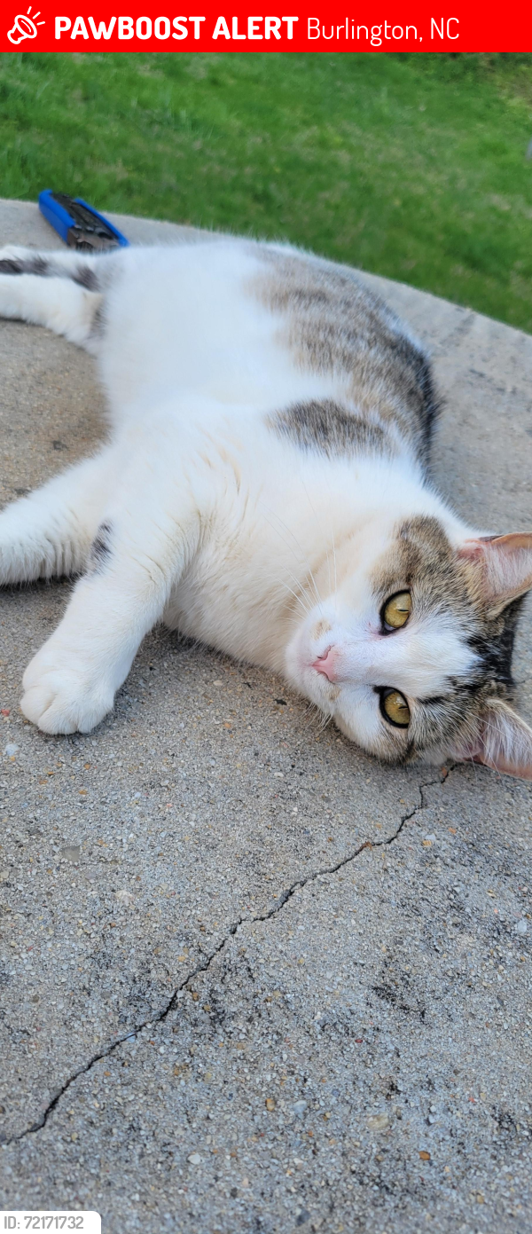 Lost Female Cat last seen Tucker Street, Burlington, NC 27215