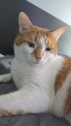 Lost Male Cat last seen Lake Erie Ln & Superior Street, Charlotte, NC 28273