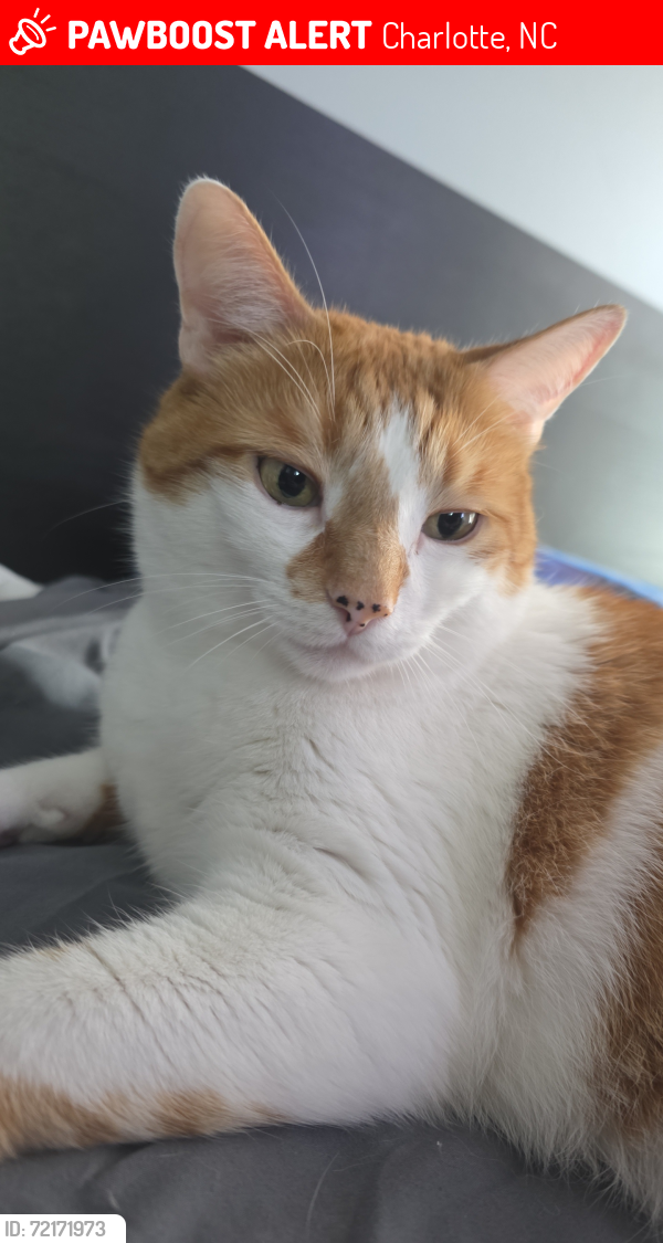 Lost Male Cat last seen Lake Erie Ln & Superior Street, Charlotte, NC 28273