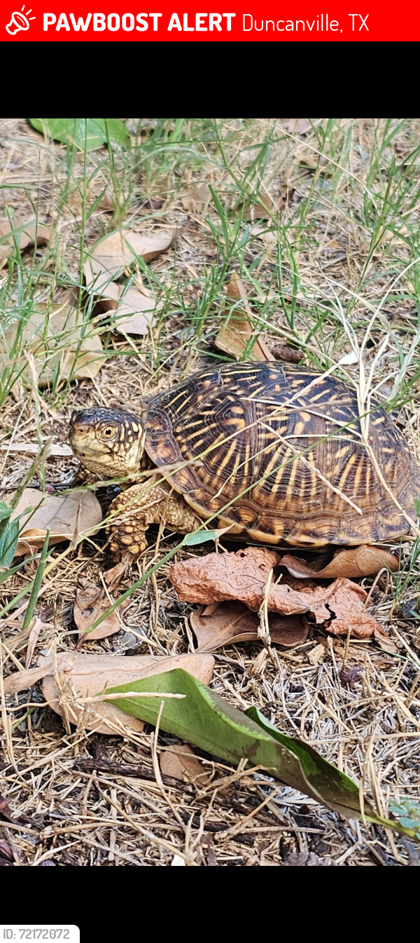 Lost Female Reptile last seen Main St., Duncanville, TX 75137