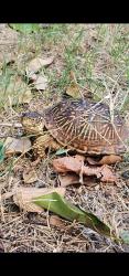 Lost Female Reptile last seen Main St., Duncanville, TX 75137