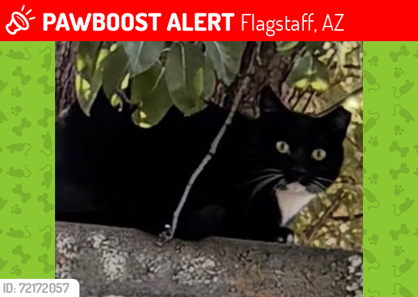 Lost Unknown Cat last seen Motel 6, Flagstaff, AZ 86004