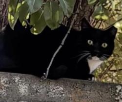 Lost Unknown Cat last seen Motel 6, Flagstaff, AZ 86004