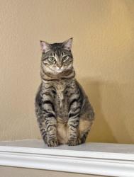 Lost Female Cat last seen Near SST Schertz, Schertz, TX 78108