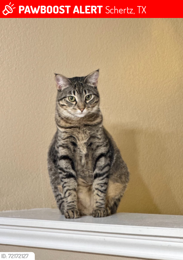 Lost Female Cat last seen Near SST Schertz, Schertz, TX 78108