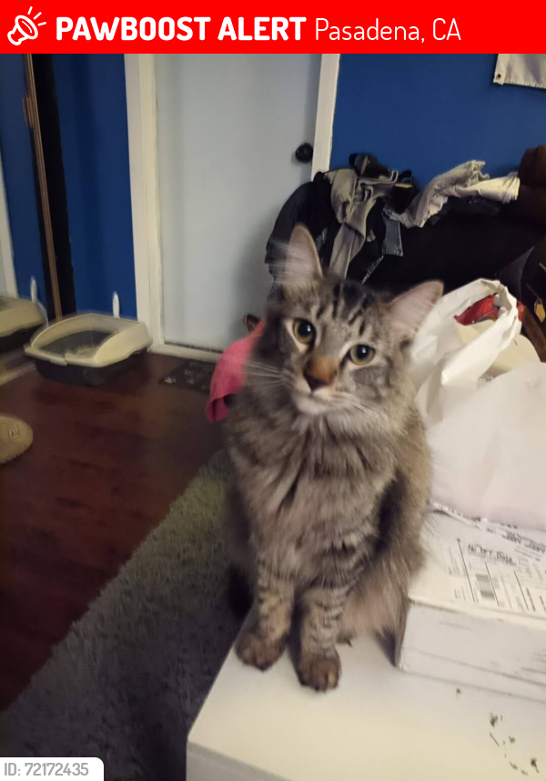 Lost Male Cat last seen Mar Vista & Union, Pasadena, CA 91106