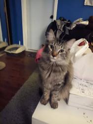 Lost Male Cat last seen Mar Vista & Union, Pasadena, CA 91106