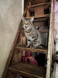 Lost Male Cat last seen Near county road turner Maine 04260, Turner, ME 04282
