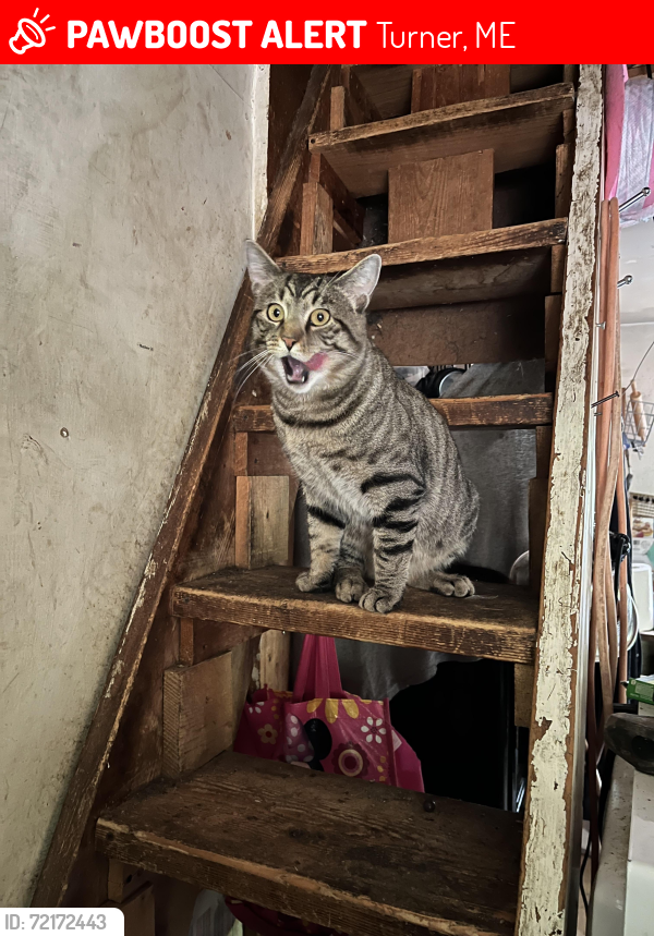 Lost Male Cat last seen Near county road turner Maine 04260, Turner, ME 04282