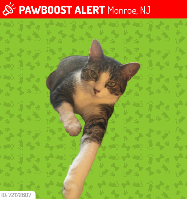 Lost Female Cat last seen Flanagan Ave, Monroe, NJ 08094