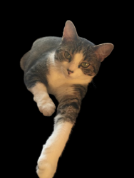 Lost Female Cat last seen Flanagan Ave, Monroe, NJ 08094