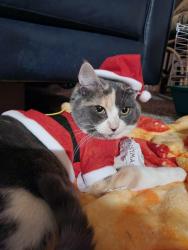 Lost Female Cat last seen Lind Ave SW & SW 19th St, Renton, WA 98057, Renton, WA 98057