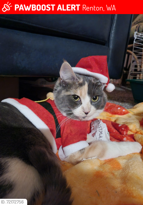 Lost Female Cat last seen Lind Ave SW & SW 19th St, Renton, WA 98057, Renton, WA 98057