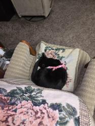 Lost Female Cat last seen Hallsmill , Mobile, AL 36693