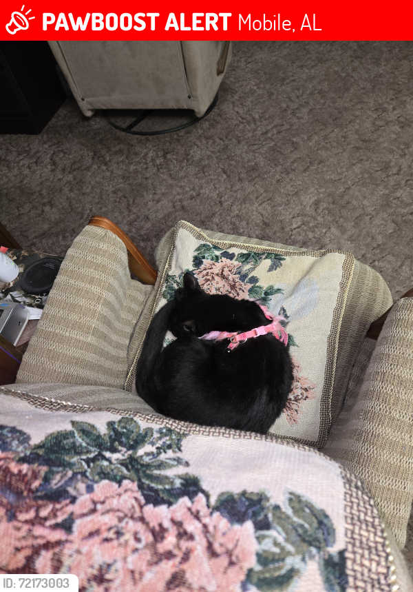 Lost Female Cat last seen Hallsmill , Mobile, AL 36693
