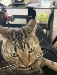 Lost Male Cat last seen Ann and Valley Dr, Tropical Pkwy and Valley Dr, North Las Vegas, NV 89031