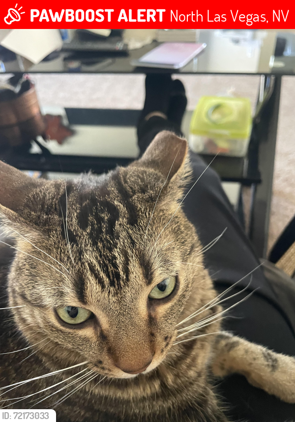 Lost Male Cat last seen Ann and Valley Dr, Tropical Pkwy and Valley Dr, North Las Vegas, NV 89031