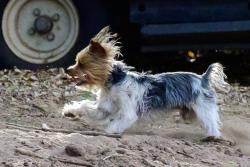 Lost Male Dog last seen Coors and cottonwood , Albuquerque, NM 87105